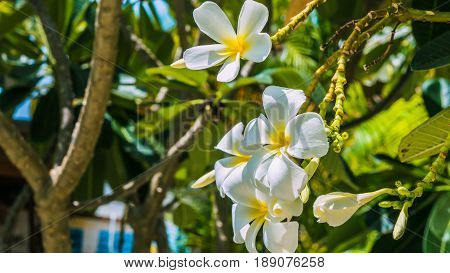 Brunch of white of tiare flowers at green outdoors background.