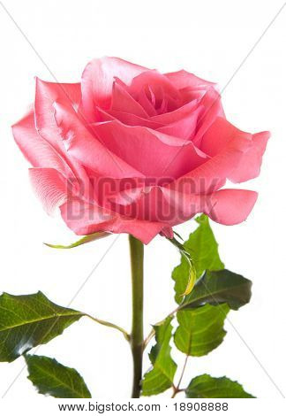 Een mooie roze roos geïsoleerd op witte achtergrond