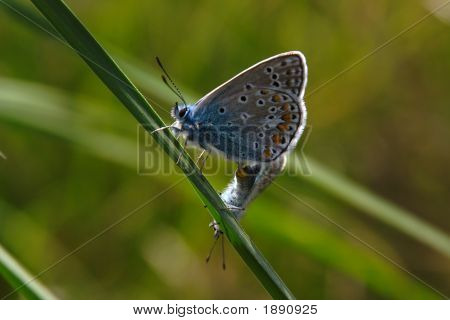 Adonis Blue