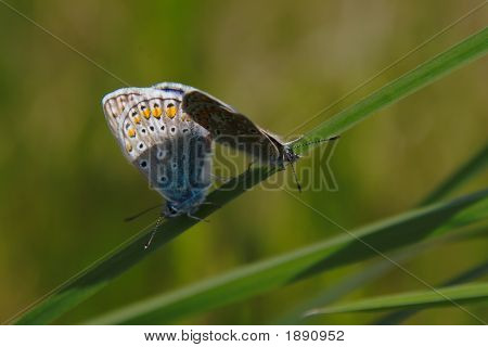 Adonis Blue