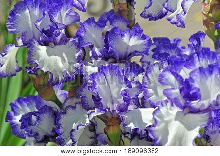 Balmy Iris Flower