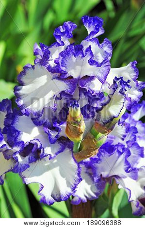 Balmy Iris Flower
