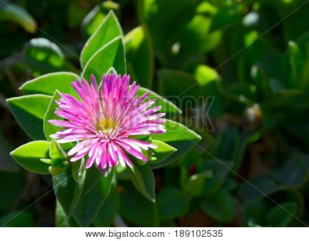 Ice Plant (Delosperma Cooperi) flower close up.Is a ground-creeping plant with succulent leaves and ldaisy-like flowers,also known as a Hottentot Fig-marigold,Sea Fig, or Sour Fig.Selective focus.