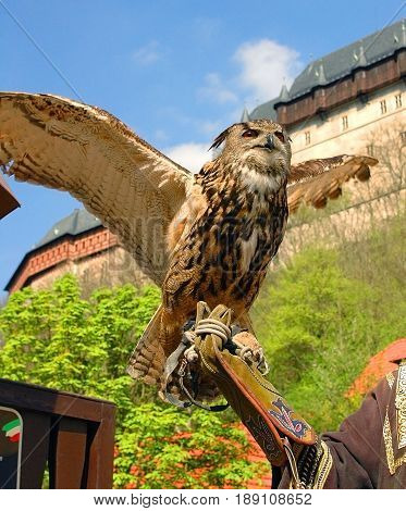 Brown owl is seating on man hand at Karlstejn castle. Beautiful brown gray wild owl. Famous sightseeing places holidays vacations