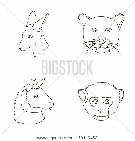 Kangaroos, llama, monkey, panther, Realistic animals set collection icons in outline style vector symbol stock illustration .