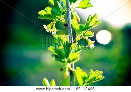 Currant Bush In Spring Garden