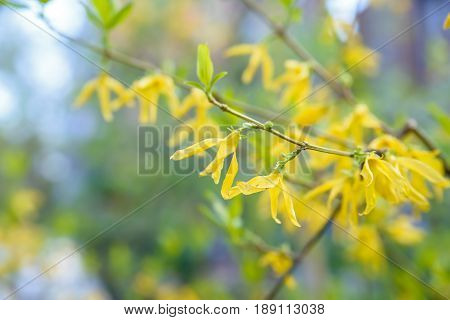 Close up branch of blooming Forsythia with intermediate yellow flowers and green leaves