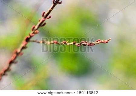 Tamarisk Branch Close Up In Spring