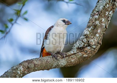 White-headed Buffalo Weaver or Dinemellia dinemelli perched on a branch in Serengeti National Park, Tanzania