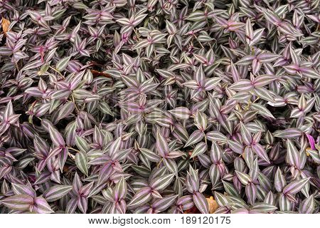 fresh tradescantia zebrina plant in nature garden