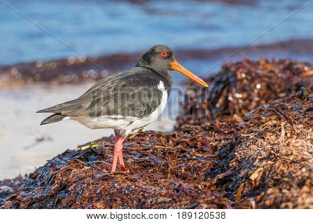 A Pied Oystercatcher foraging on a beach at Rottnest Island near Perth in Western Australia.