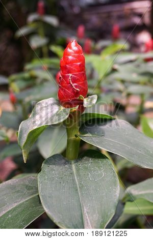 red Zingiber zerumbet flower in nature garden