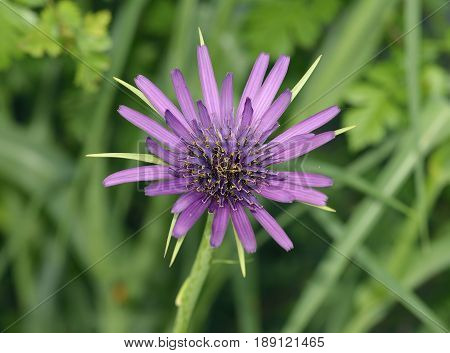 Salsify