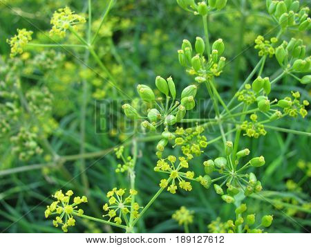Fennel, Foeniculum vulgare, in a herb garden
