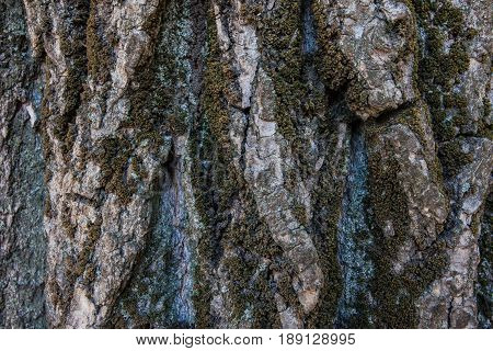 Tree bark texture
Beautiful deep bark an old tree for texture design stock photo