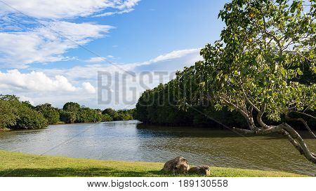 Tree and stone near river in park with mountain in background. Aura sunlight reflect with river water.