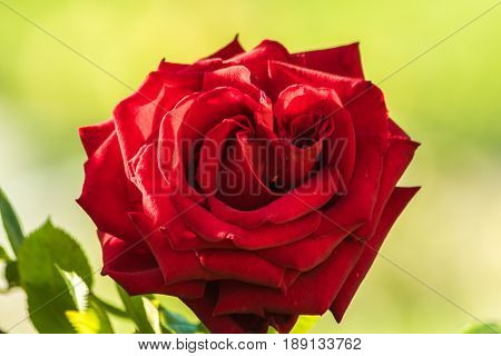 Beautiful red rose flower; close up, horizontal, day light ,selective focus.