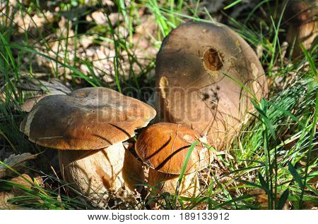 Boletus reticulatus or Boletus aestivalis, commonly known as the summer cep. Edible gourmet wild mushroom, Penny Bun bolete in the forest