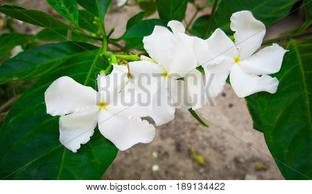 Crepe jasmine is beautifully white and leaves green.