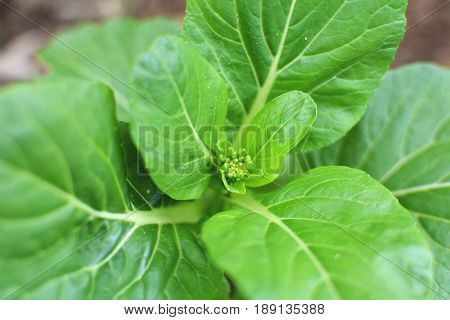 Close up fresh lettuce cantonese in farm selective and soft focus