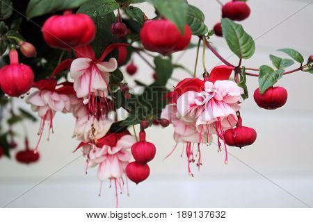 Fuschia Blooms Open and Closed Hanging from Basket