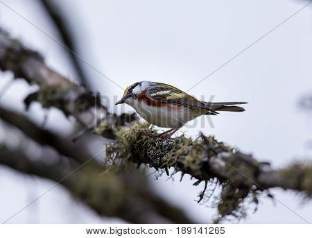 Chestnut Sided Warbler in northern Quebec, perched in its natural habitat, feasting on black flies in early spring.