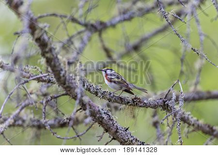 Chestnut Sided Warbler in northern Quebec, perched in its natural habitat, feasting on black flies in early spring.