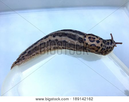 Large adult Limax maximus on a white plastic box