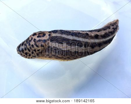 Large adult Limax maximus on a white plastic box
