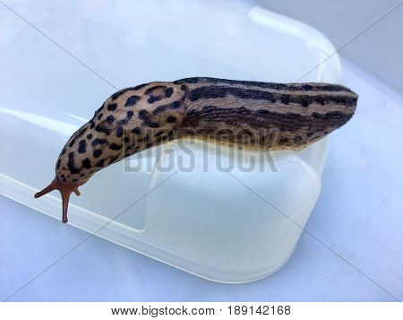 Large adult Limax maximus on a white plastic box
