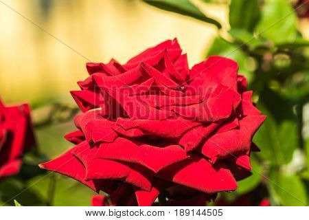 Beautiful red rose flower; close up horizontal day light selective focus.