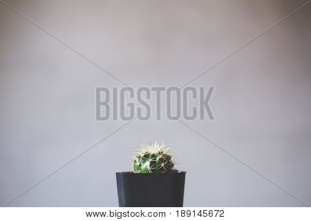 Little beautiful cactus wood background hipster tone soft focus
