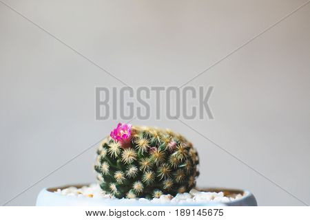 Little beautiful cactus wood background hipster tone soft focus