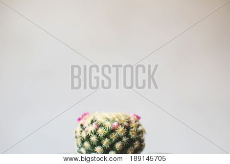Little beautiful cactus wood background hipster tone soft focus