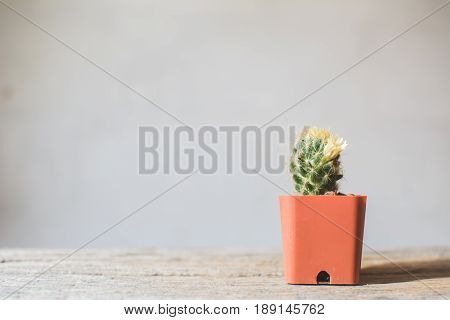 Little beautiful cactus wood background hipster tone soft focus