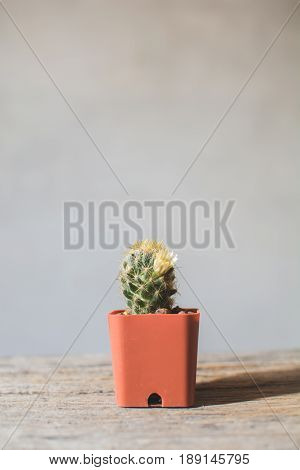 Little beautiful cactus wood background hipster tone soft focus