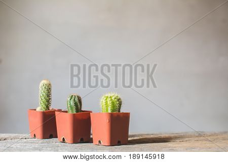 Little beautiful cactus wood background hipster tone soft focus