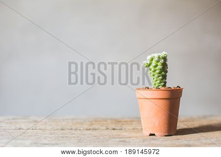 Little beautiful cactus wood background hipster tone soft focus