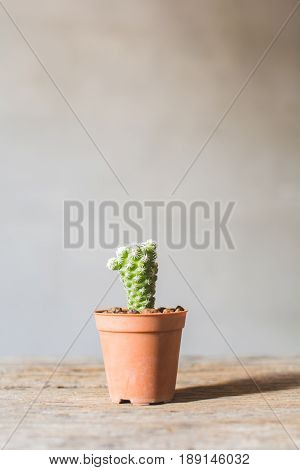 Little beautiful cactus wood background hipster tone soft focus