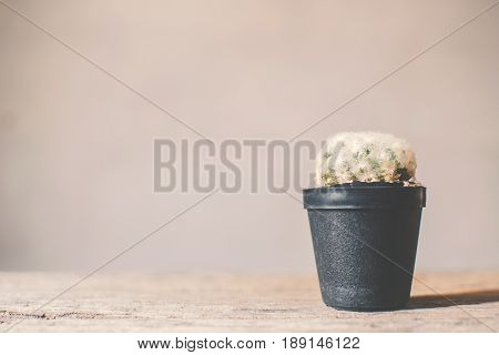Little beautiful cactus wood background hipster tone soft focus