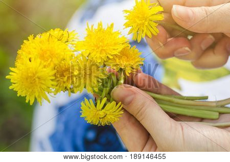 Dandelions in the woman's hands in the meadow in sunny spring.