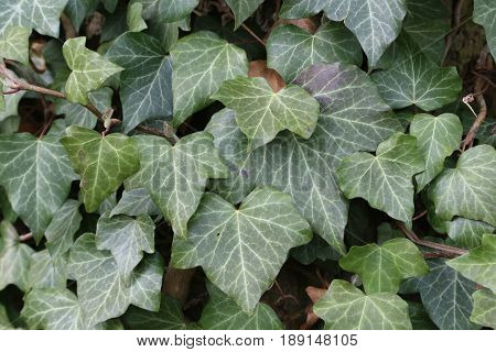 Ivy / Ivy - creeping shrubs clinging to their adventitious roots of the walls, tree trunks, and so on.