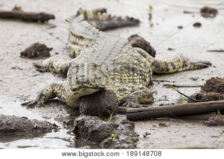 A big fat crocodile resting on the mud at a pond in nature artistic conversion