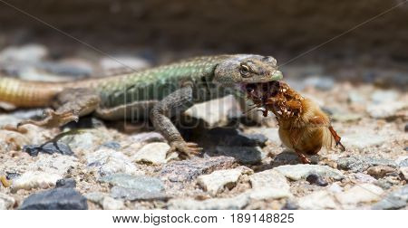 Male Platysaurus lizard eating a large brown hairy insect.