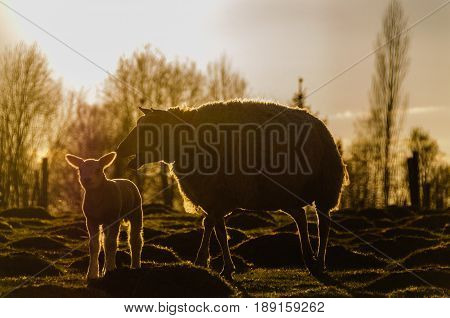 Backlit image of a sheep and a new born lamb during magic hour in Belgium