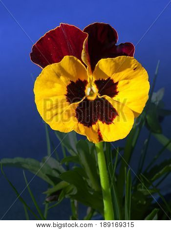 Viola flowers in the garden at sprintime