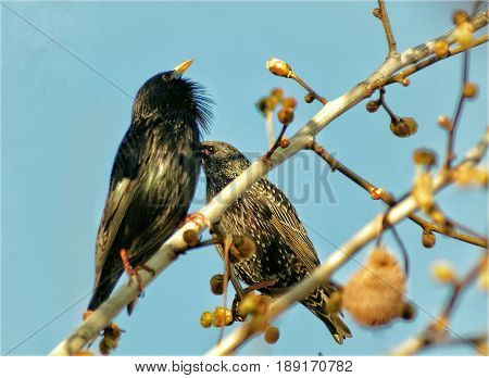A couple of birds in love in the tree
