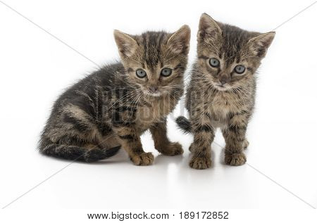 pair of abandon kittens dirty and hungry. These kittens are from one of the many stray cats that are in Europe isolated on a white background footnote these kittens is now rehomed .