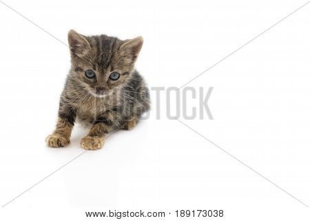 An abandon kitten dirty and hungry. This kitten is from one of the many stray cats that are in Europe isolated on a white background footnote this kitten is now rehomed .