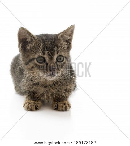 An abandon kitten dirty sick and hungry. This kitten is from one of the many stray cats that are in Europe isolated on a white background footnote this kitten is now rehomed .